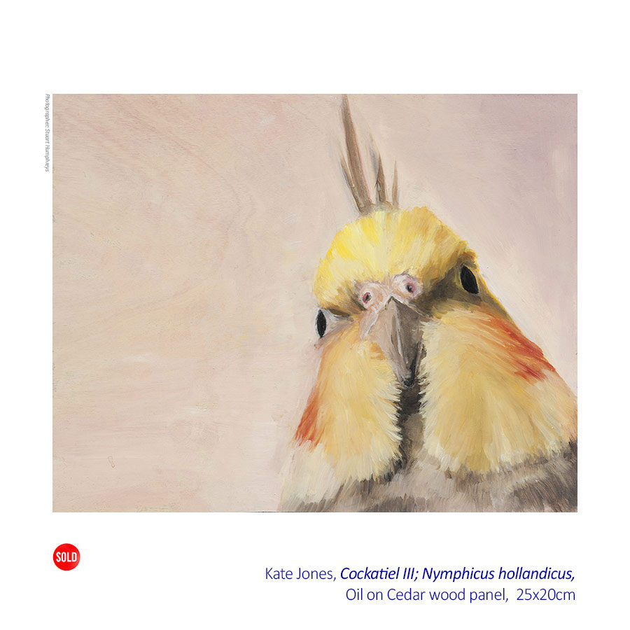 Kate Jones - Ornithology - Solo Exhibition.31 October - 22 November 2015